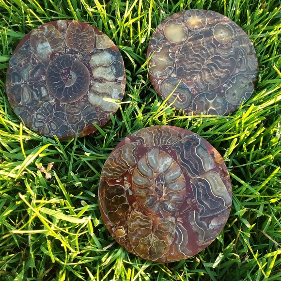 Ammonite fossil plate